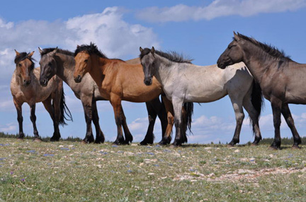 Bachelor Stallions III - Wild Horses